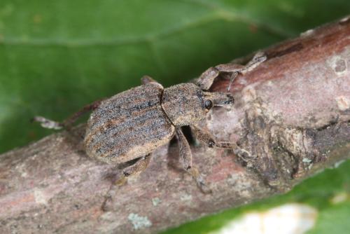 Réf. 312 269 : Brachypera zoilus